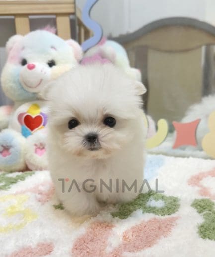 Maltese puppy for sale, dog for sale at Tagnimal