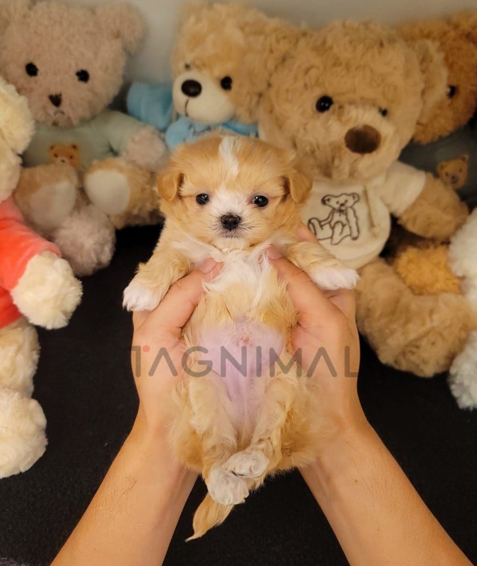 Maltipoo puppy for sale, dog for sale at Tagnimal