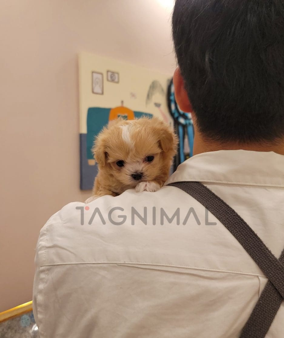 Maltipoo puppy for sale, dog for sale at Tagnimal