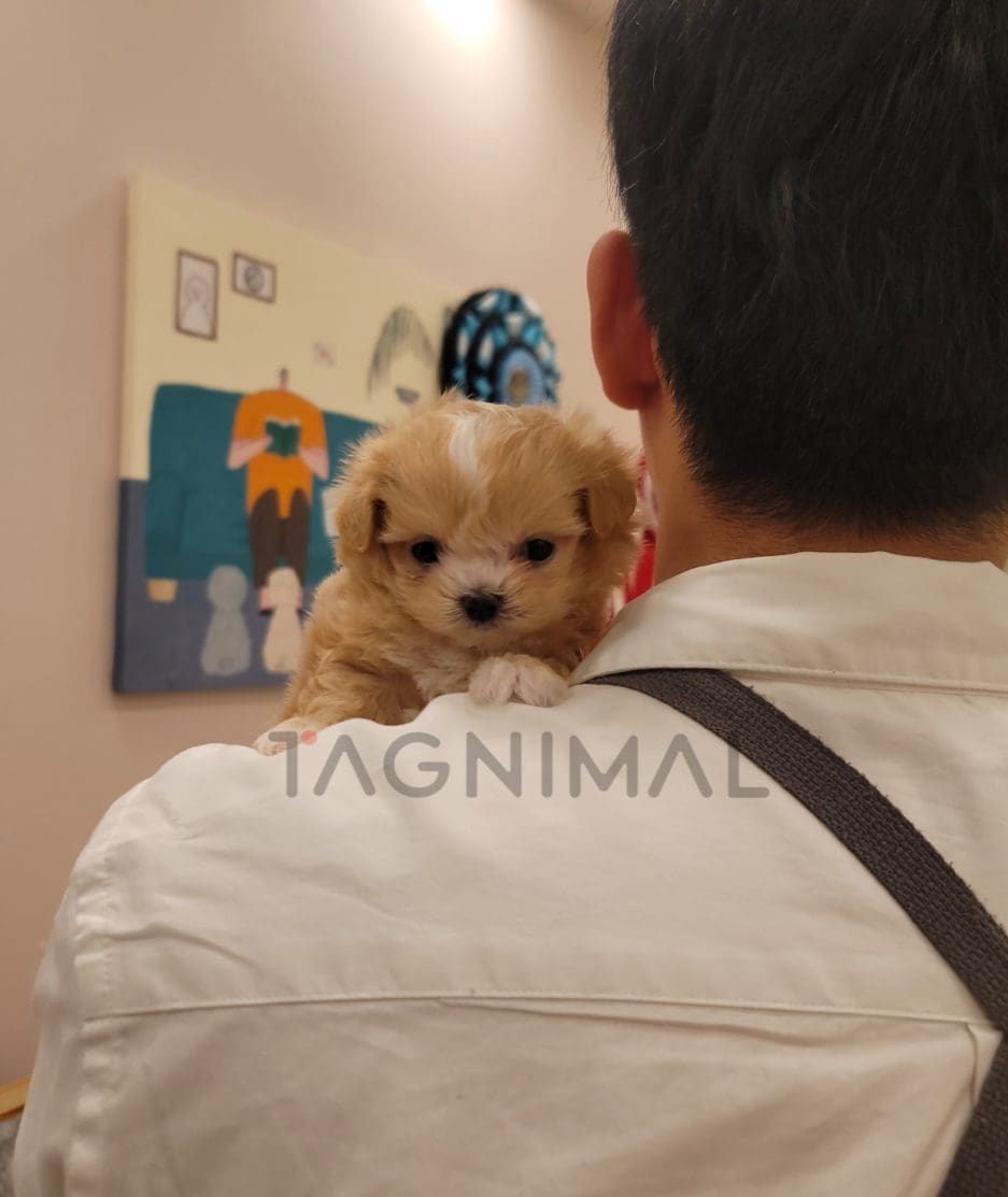 Maltipoo puppy for sale, dog for sale at Tagnimal