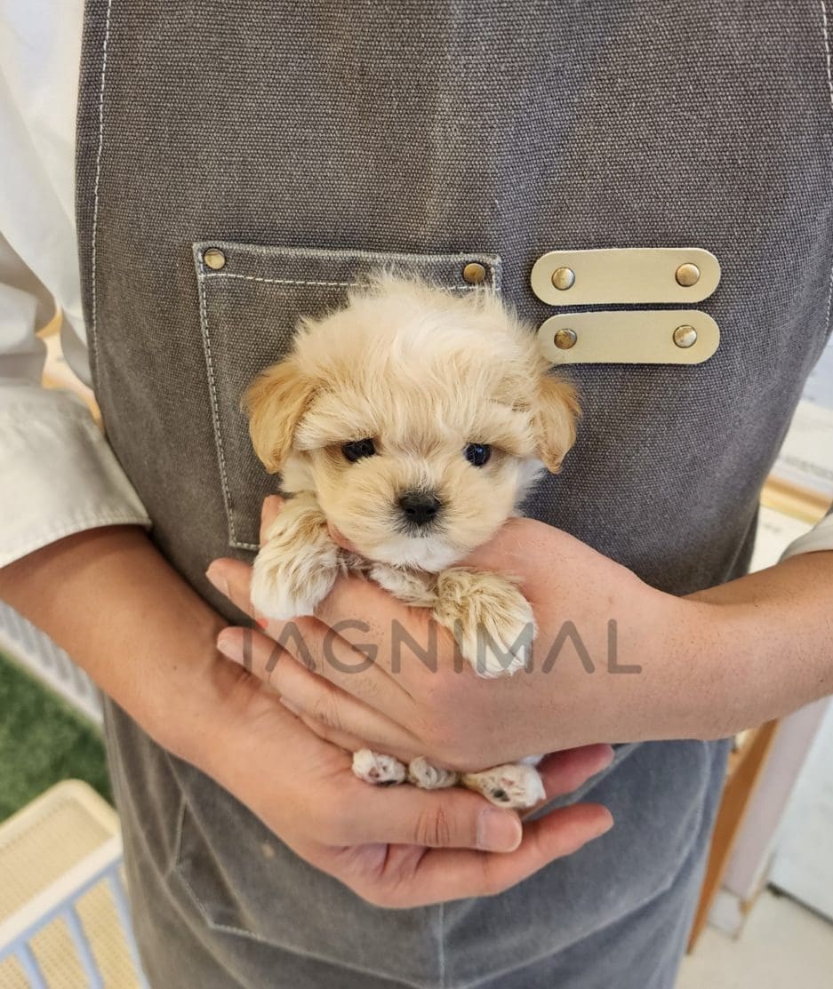 Maltipoo puppy for sale, dog for sale at Tagnimal