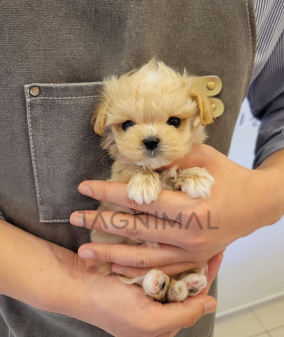 Maltipoo puppy for sale, dog for sale at Tagnimal