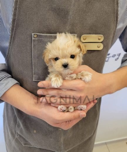 Maltipoo puppy for sale, dog for sale at Tagnimal