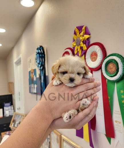 Maltipoo puppy for sale, dog for sale at Tagnimal