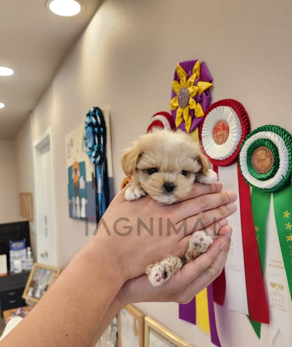 Maltipoo puppy for sale, dog for sale at Tagnimal