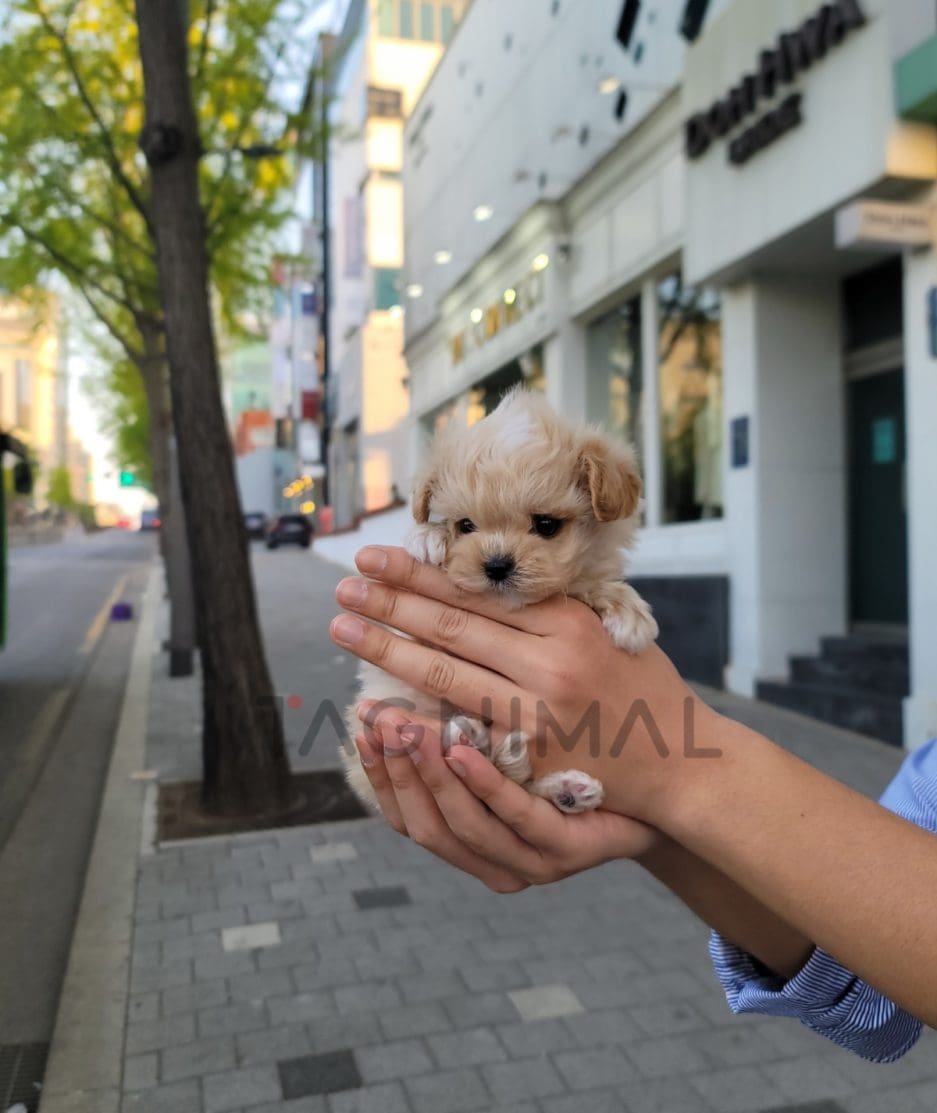 Maltipoo puppy for sale, dog for sale at Tagnimal