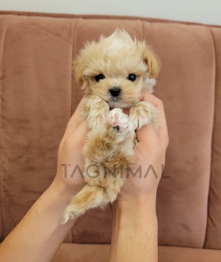 Maltipoo puppy for sale, dog for sale at Tagnimal