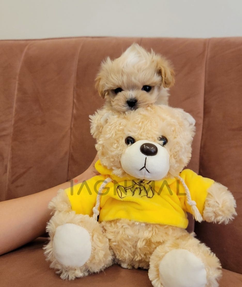 Maltipoo puppy for sale, dog for sale at Tagnimal