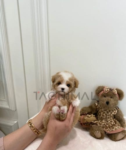 Maltipoo puppy for sale, dog for sale at Tagnimal