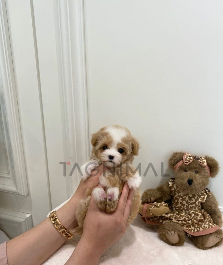 Maltipoo puppy for sale, dog for sale at Tagnimal