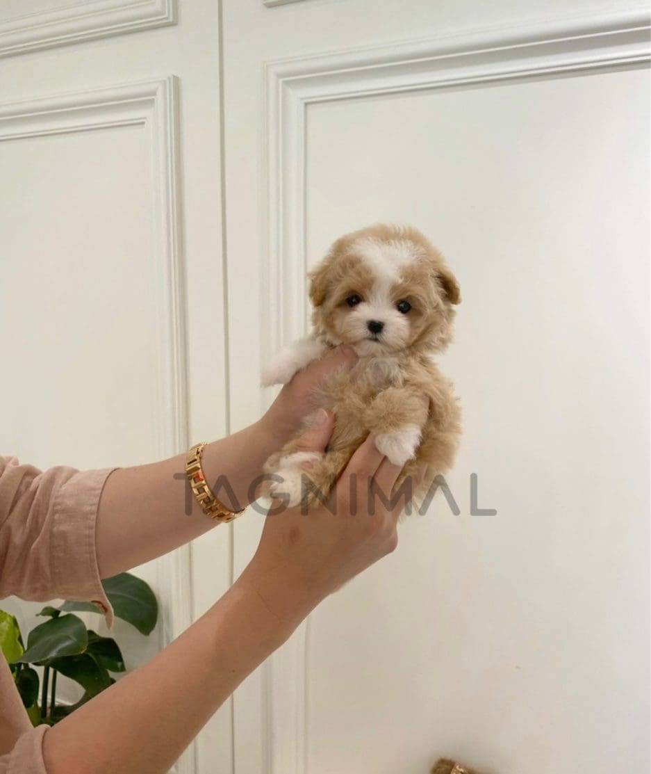 Maltipoo puppy for sale, dog for sale at Tagnimal