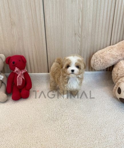 Maltipoo puppy for sale, dog for sale at Tagnimal