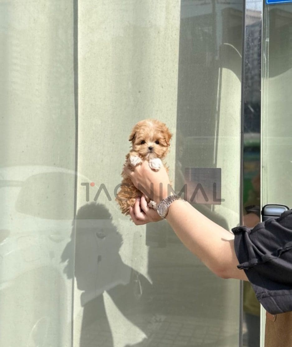 Maltipoo puppy for sale, dog for sale at Tagnimal