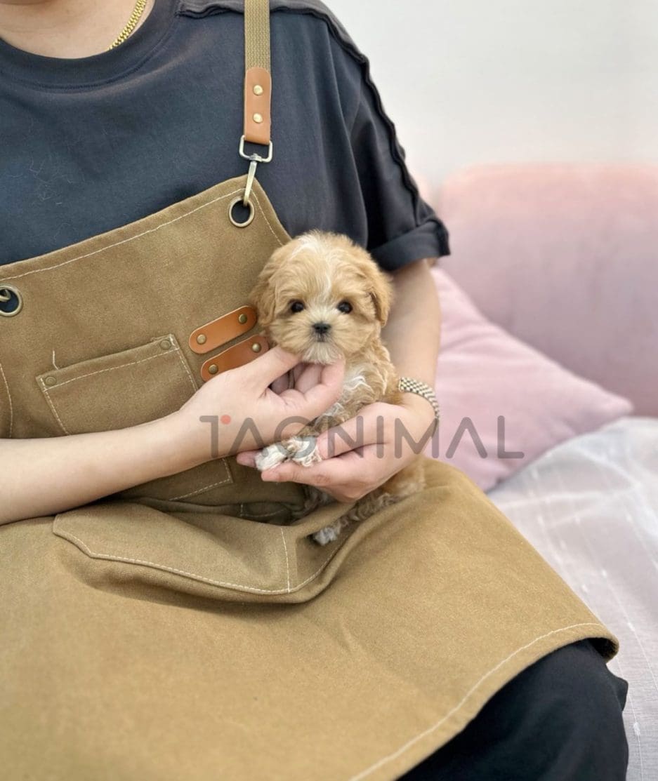 Maltipoo puppy for sale, dog for sale at Tagnimal