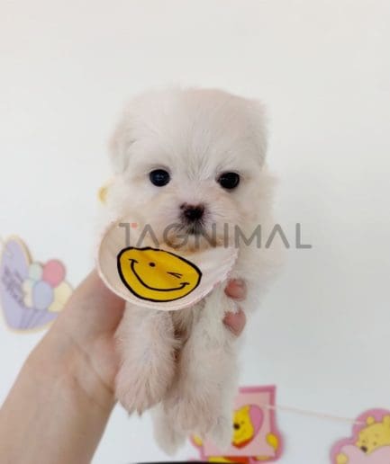 Maltese puppy for sale, dog for sale at Tagnimal