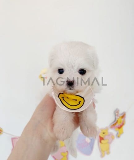 Maltese puppy for sale, dog for sale at Tagnimal