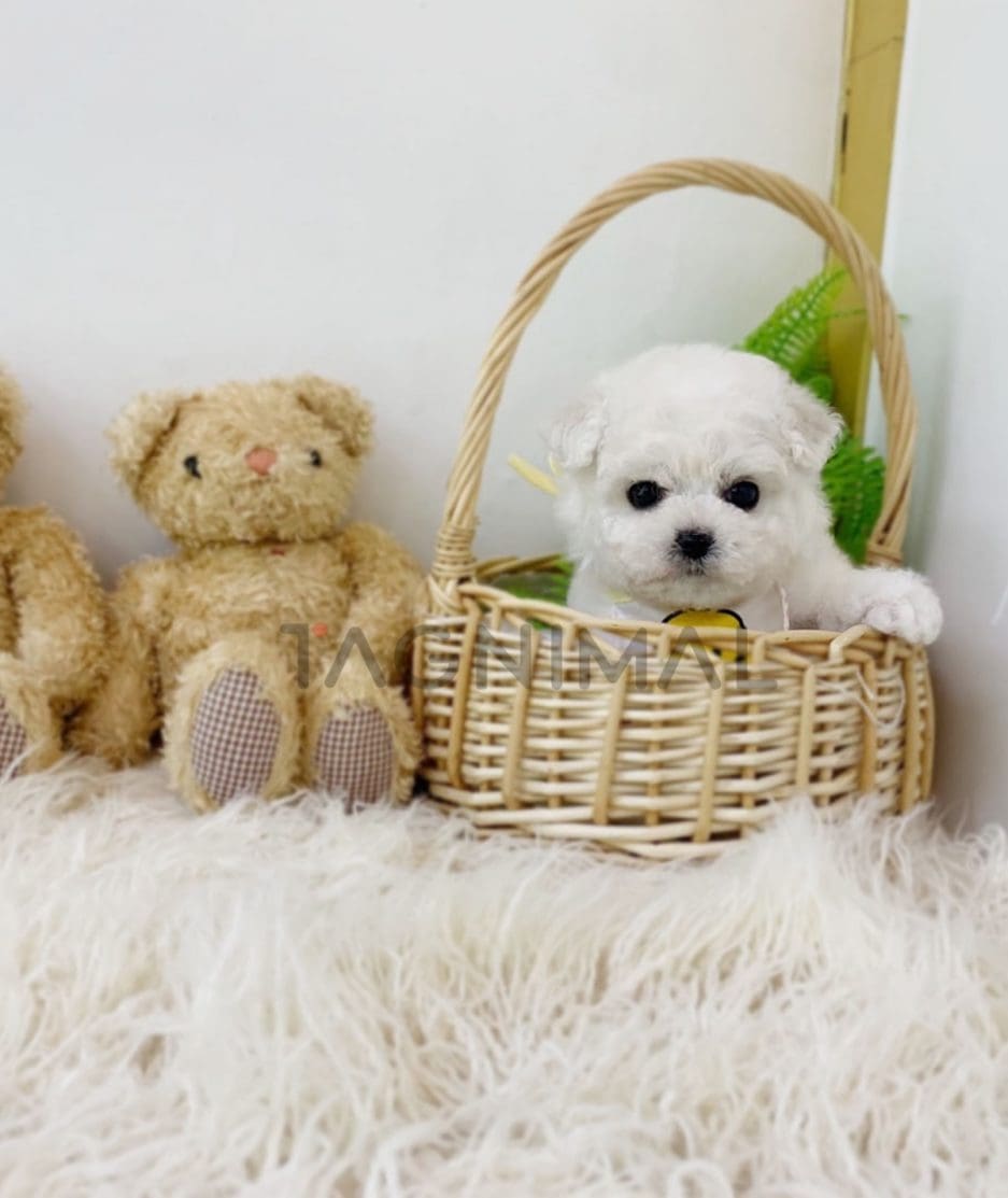 Bichon puppy for sale, dog for sale at Tagnimal