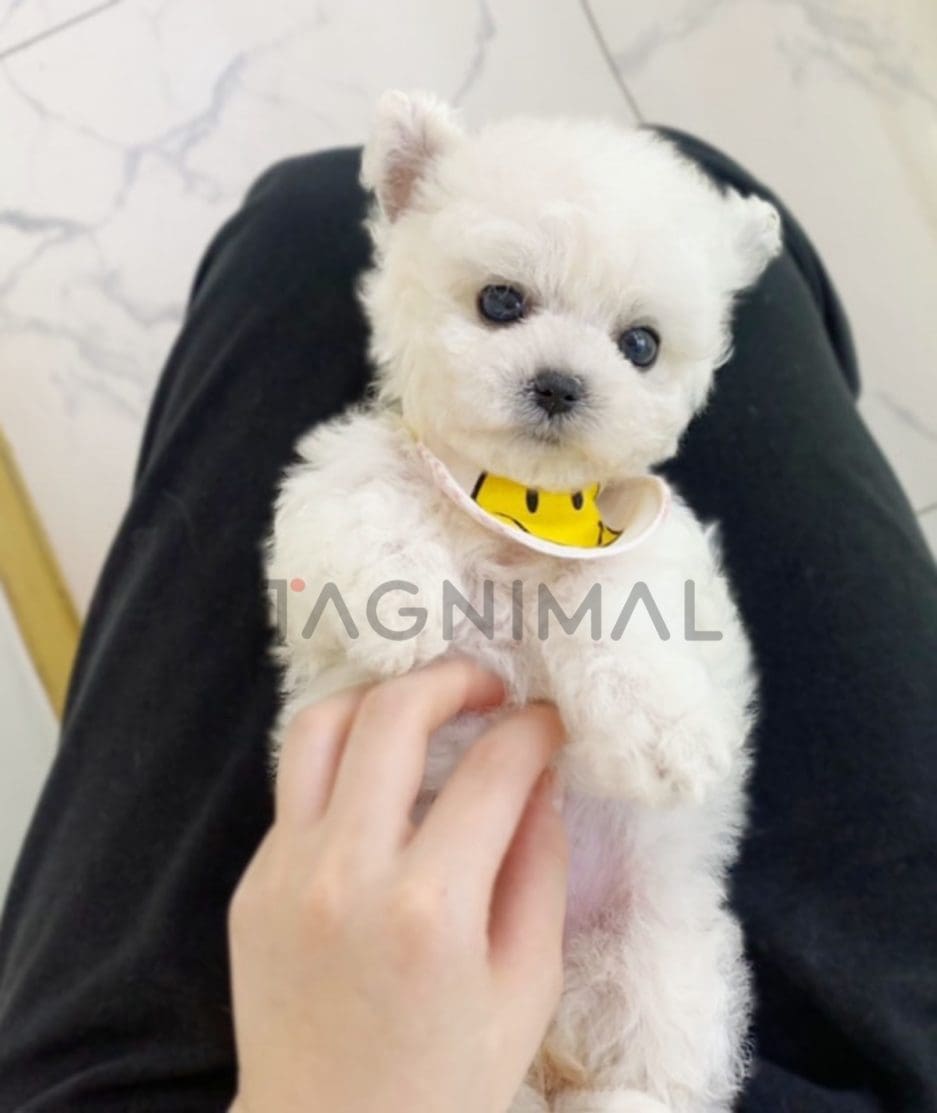 Bichon puppy for sale, dog for sale at Tagnimal