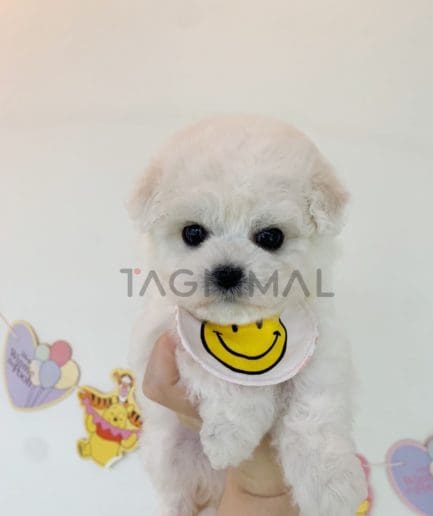 Bichon puppy for sale, dog for sale at Tagnimal