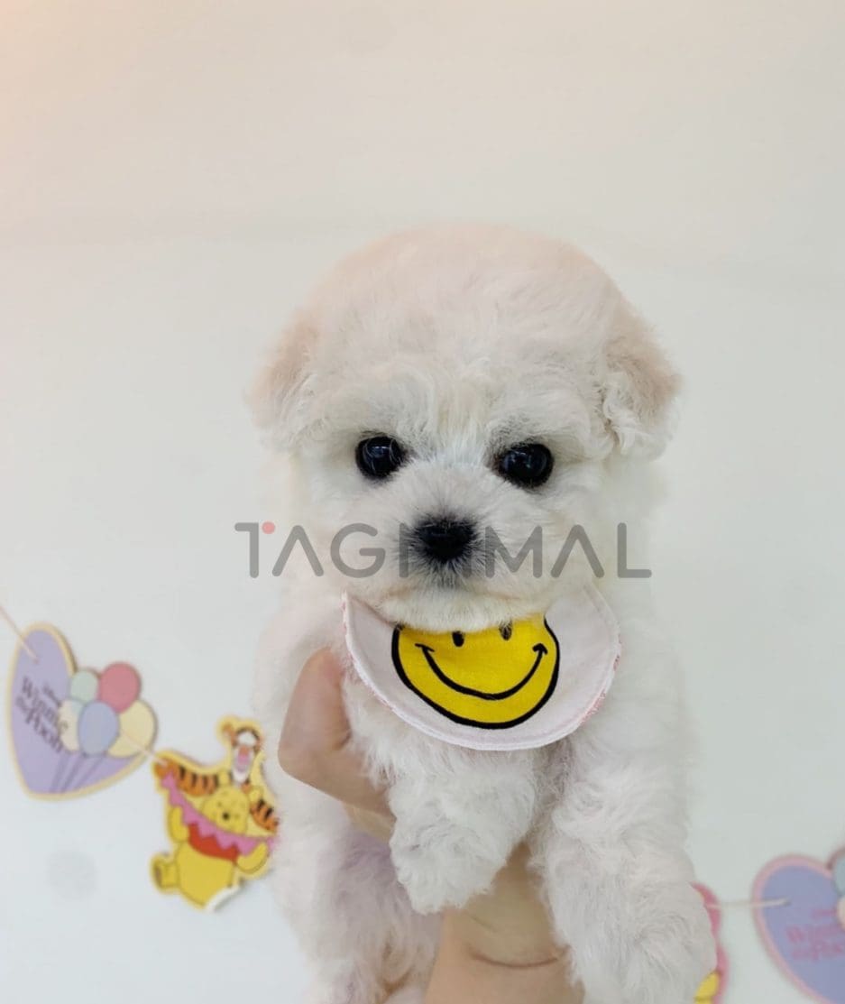 Bichon puppy for sale, dog for sale at Tagnimal