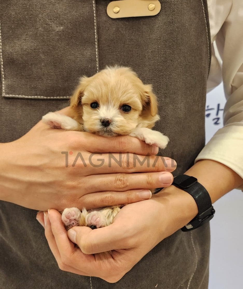 Maltipoo puppy for sale, dog for sale at Tagnimal