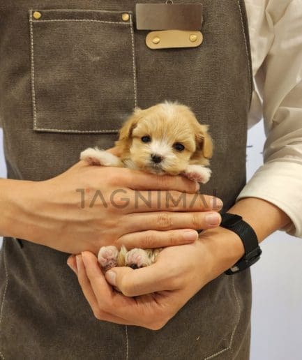 Maltipoo puppy for sale, dog for sale at Tagnimal