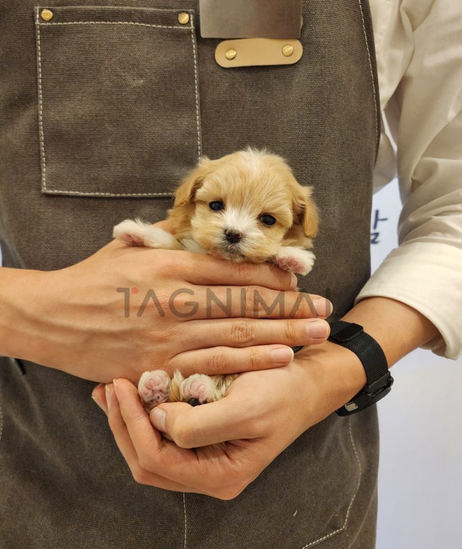 Maltipoo puppy for sale, dog for sale at Tagnimal