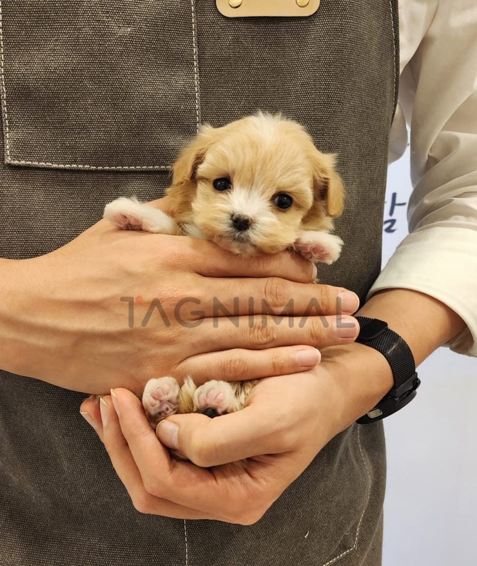 Maltipoo puppy for sale, dog for sale at Tagnimal