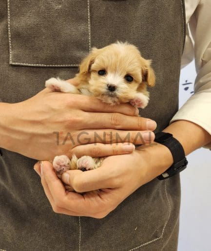 Maltipoo puppy for sale, dog for sale at Tagnimal