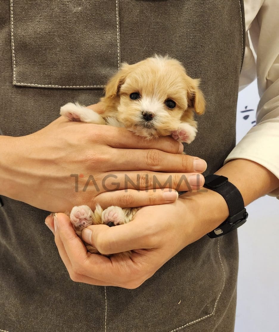 Maltipoo puppy for sale, dog for sale at Tagnimal