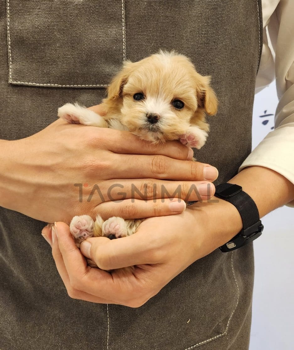 Maltipoo puppy for sale, dog for sale at Tagnimal