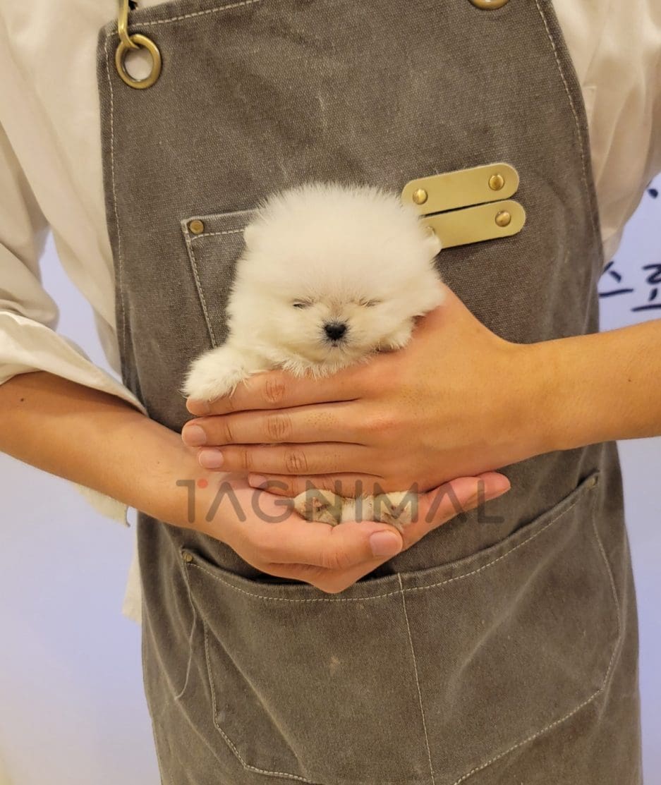 Pomeranian puppy for sale, dog for sale at Tagnimal