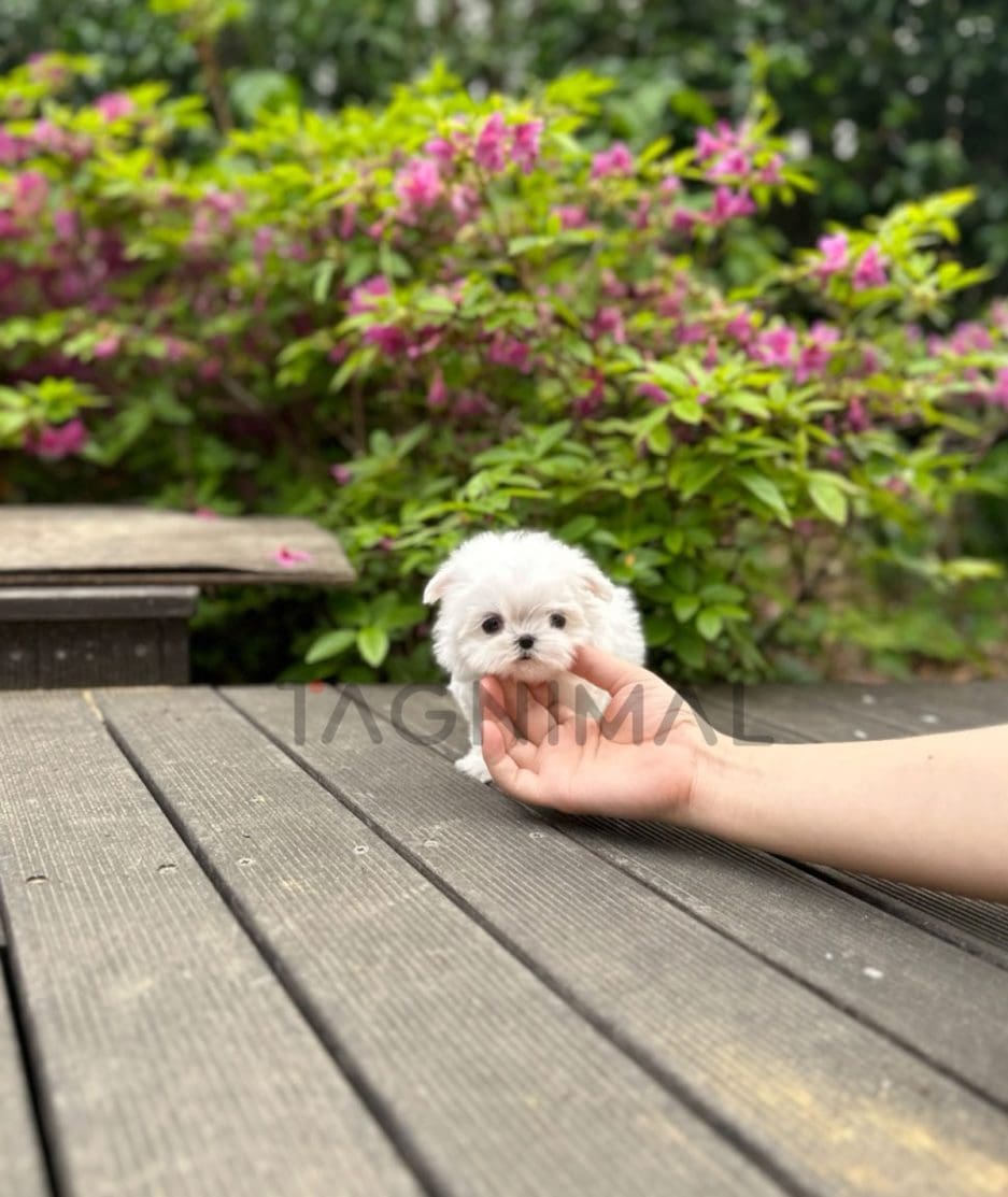 Maltese puppy for sale, dog for sale at Tagnimal