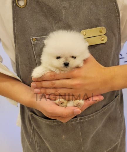 Pomeranian puppy for sale, dog for sale at Tagnimal