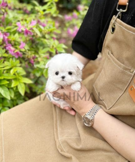 Maltese puppy for sale, dog for sale at Tagnimal