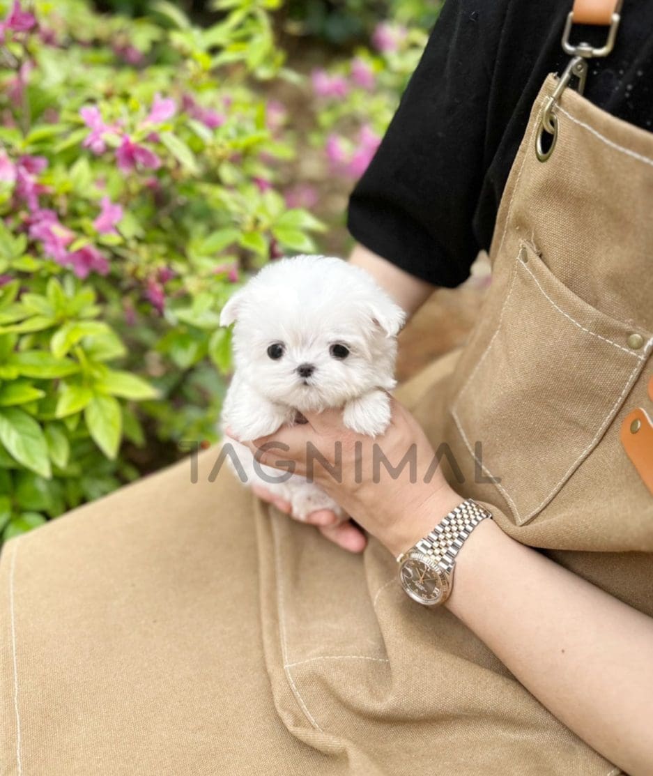 Maltese puppy for sale, dog for sale at Tagnimal