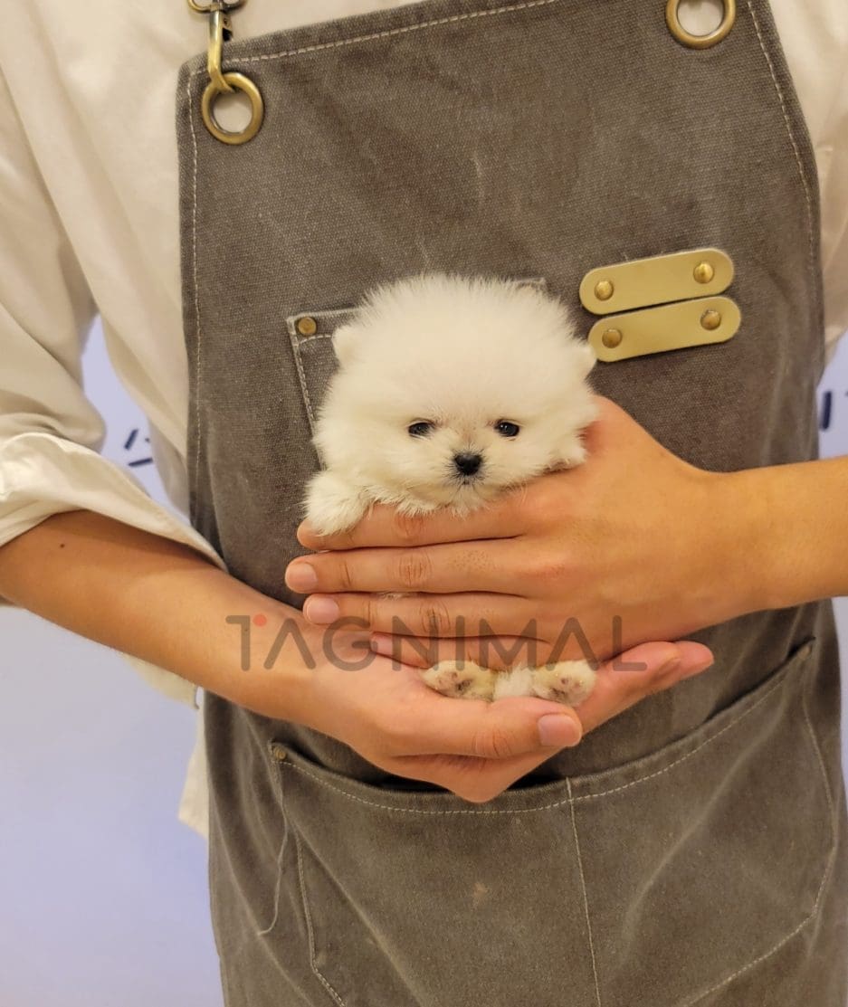 Pomeranian puppy for sale, dog for sale at Tagnimal