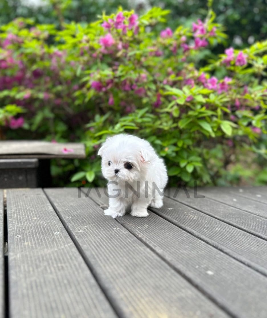 Maltese puppy for sale, dog for sale at Tagnimal