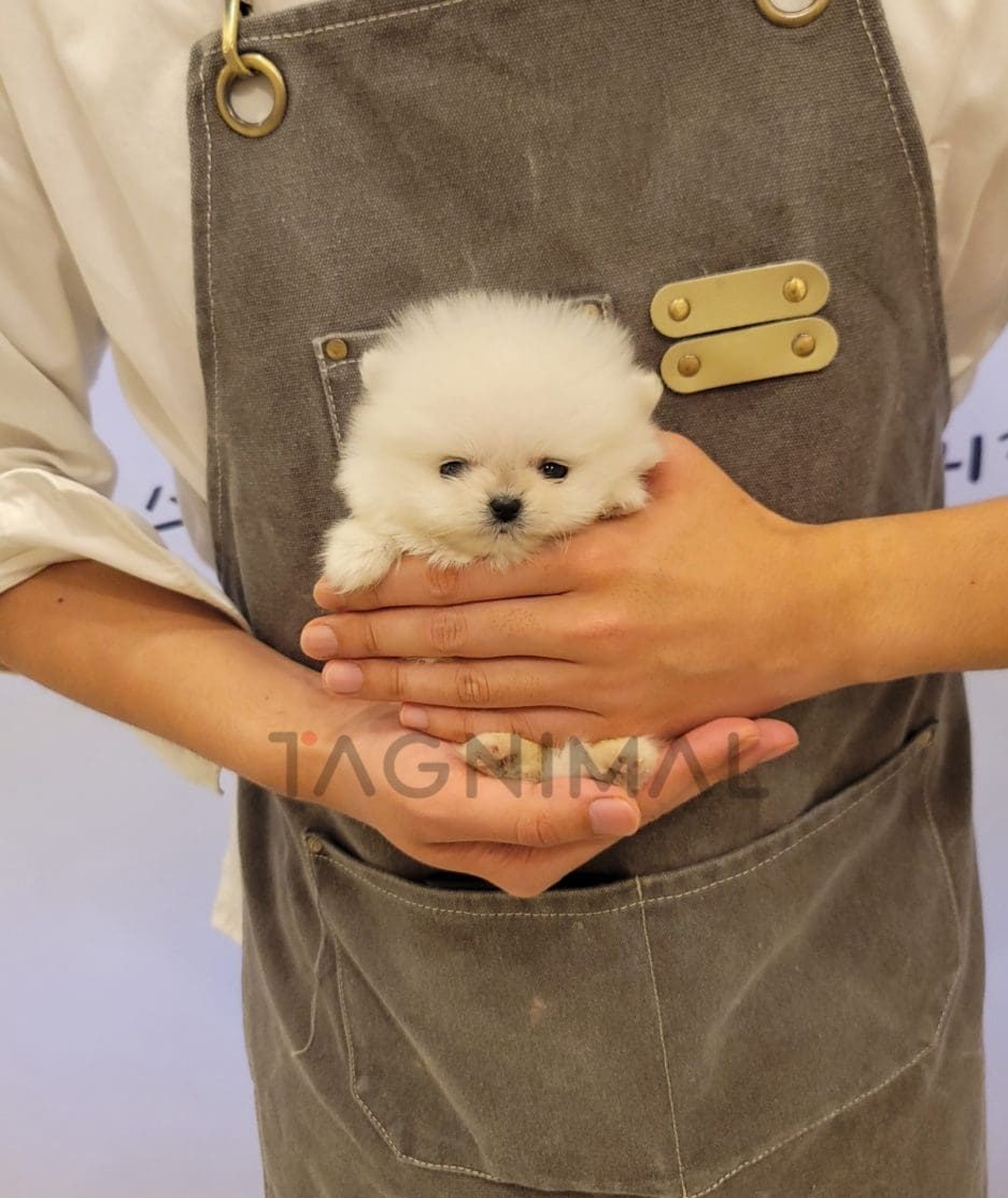 Pomeranian puppy for sale, dog for sale at Tagnimal