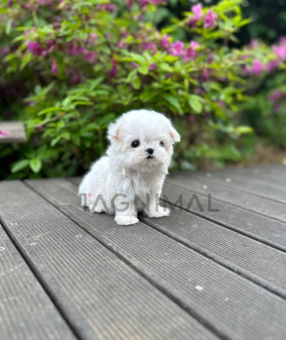 Maltese puppy for sale, dog for sale at Tagnimal