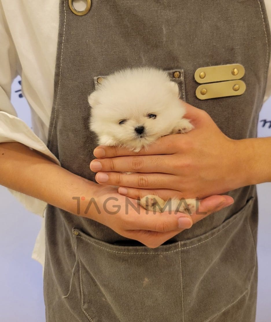 Pomeranian puppy for sale, dog for sale at Tagnimal