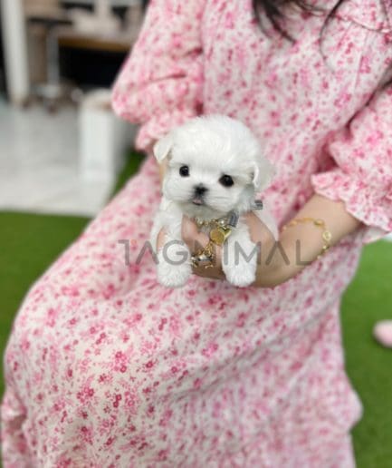 Maltese puppy for sale, dog for sale at Tagnimal