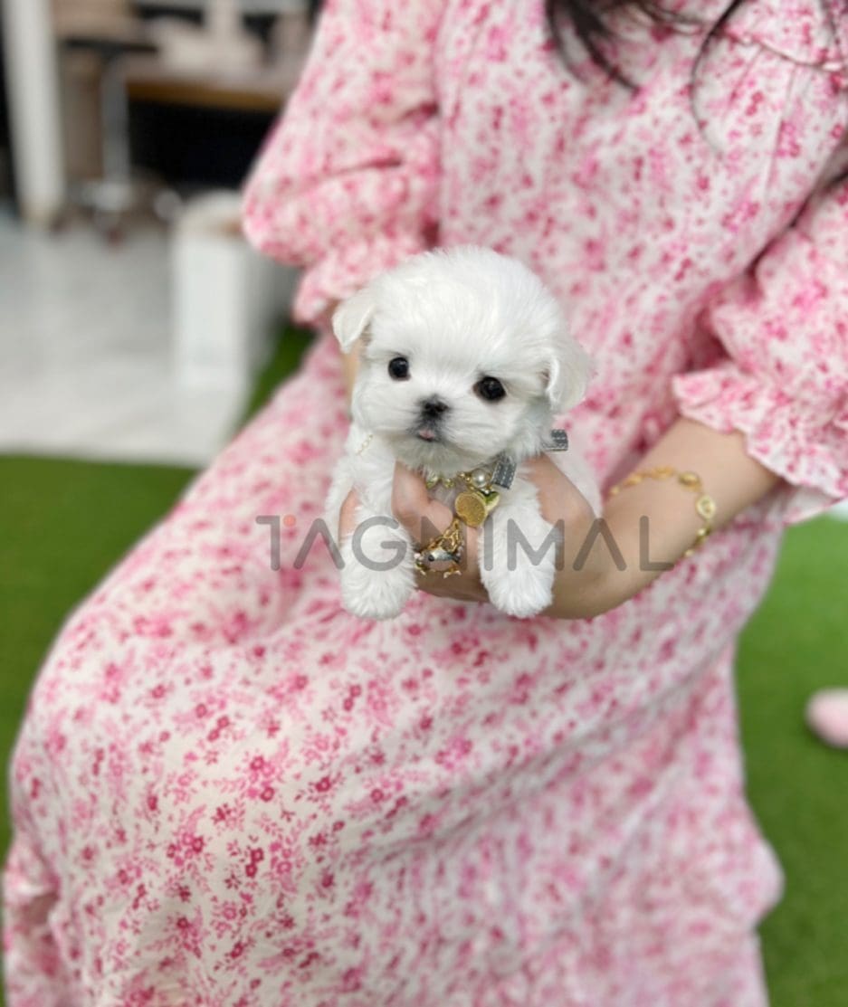 Maltese puppy for sale, dog for sale at Tagnimal