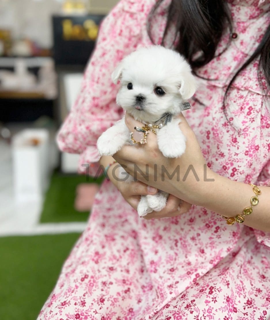 Maltese puppy for sale, dog for sale at Tagnimal