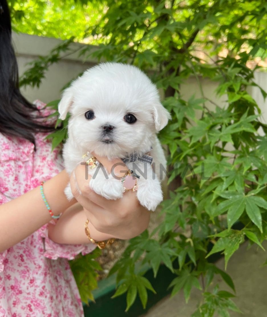 Maltese puppy for sale, dog for sale at Tagnimal