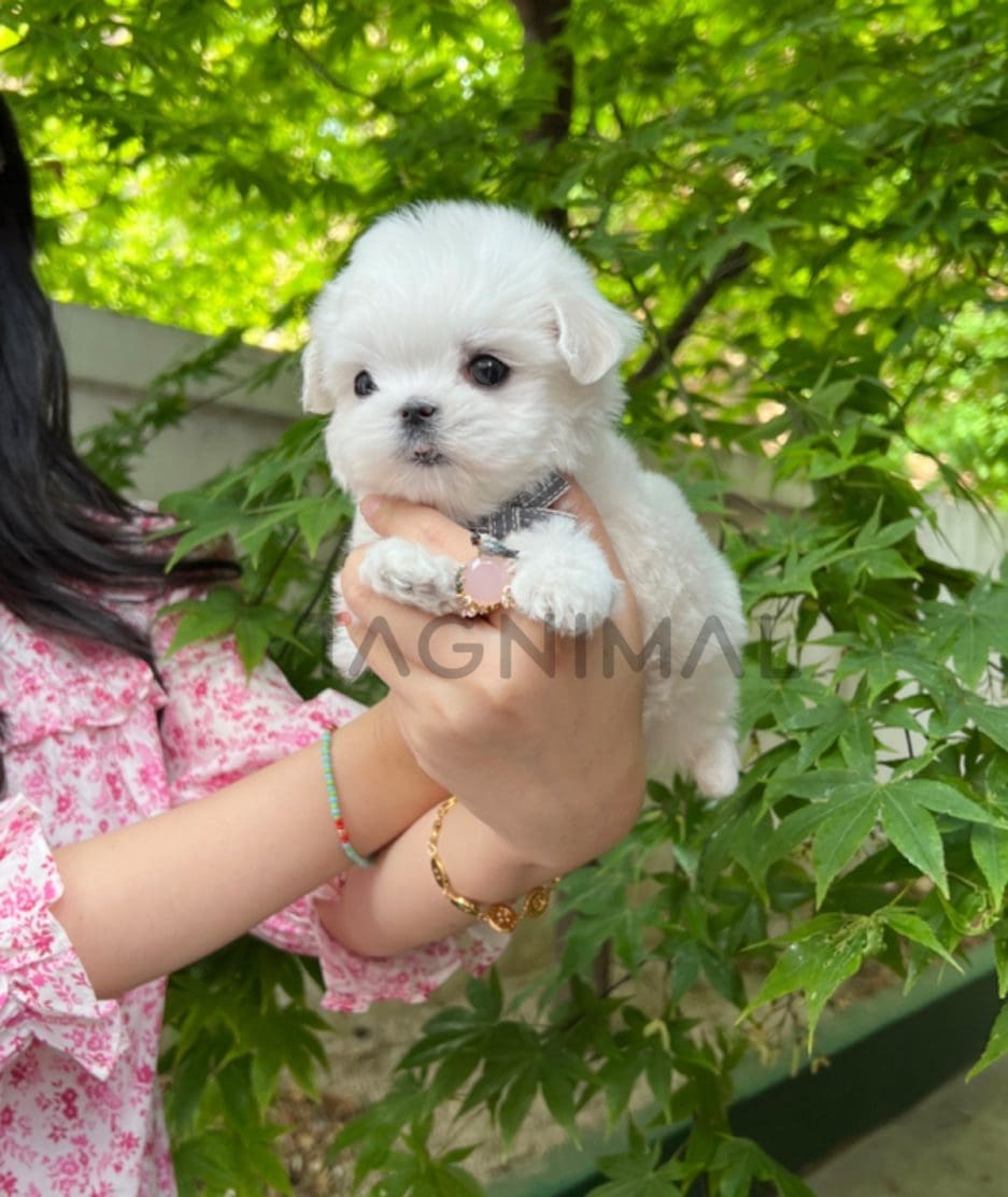 Maltese puppy for sale, dog for sale at Tagnimal