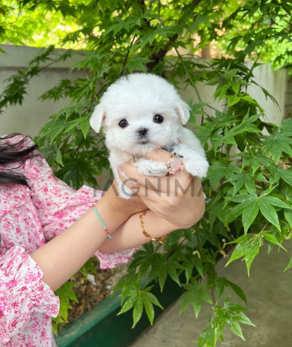 Maltese puppy for sale, dog for sale at Tagnimal