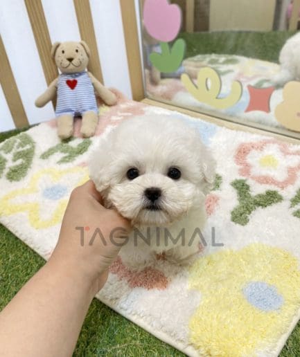 Bichon puppy for sale, dog for sale at Tagnimal