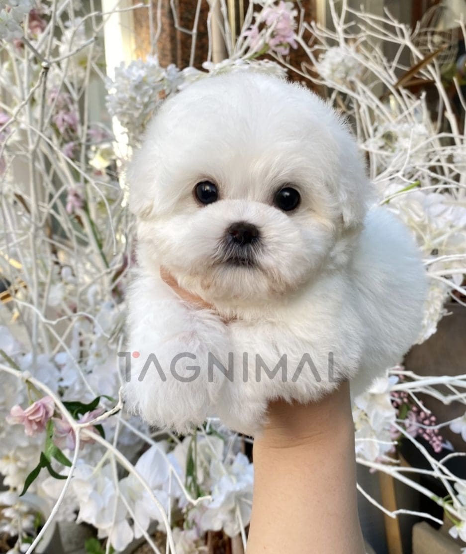 Bichon puppy for sale, dog for sale at Tagnimal