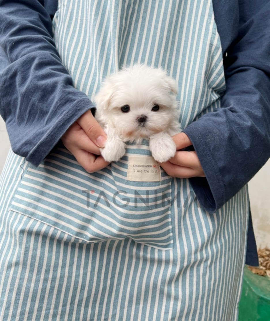 Maltese puppy for sale, dog for sale at Tagnimal